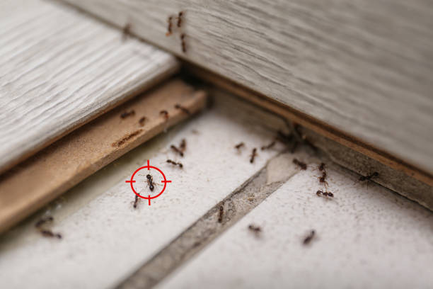 Best Affordable Pest Control Services  in Robertsde, AL
